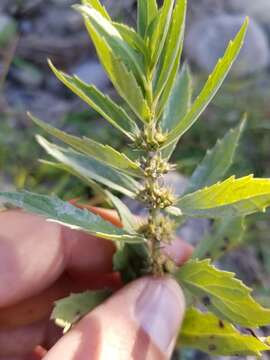 Image of rough bugleweed