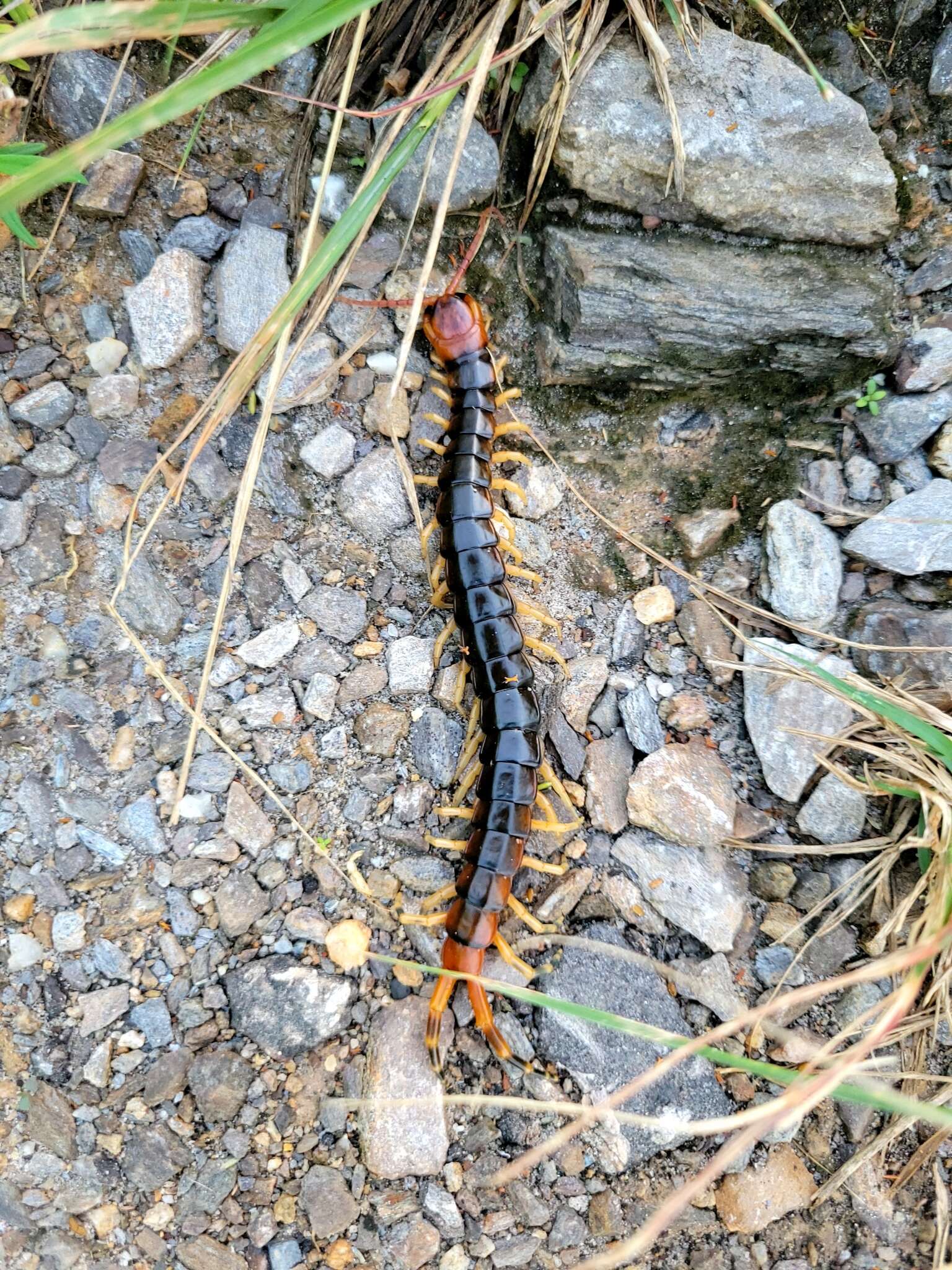 Image of Scolopendra angulata Newport 1844