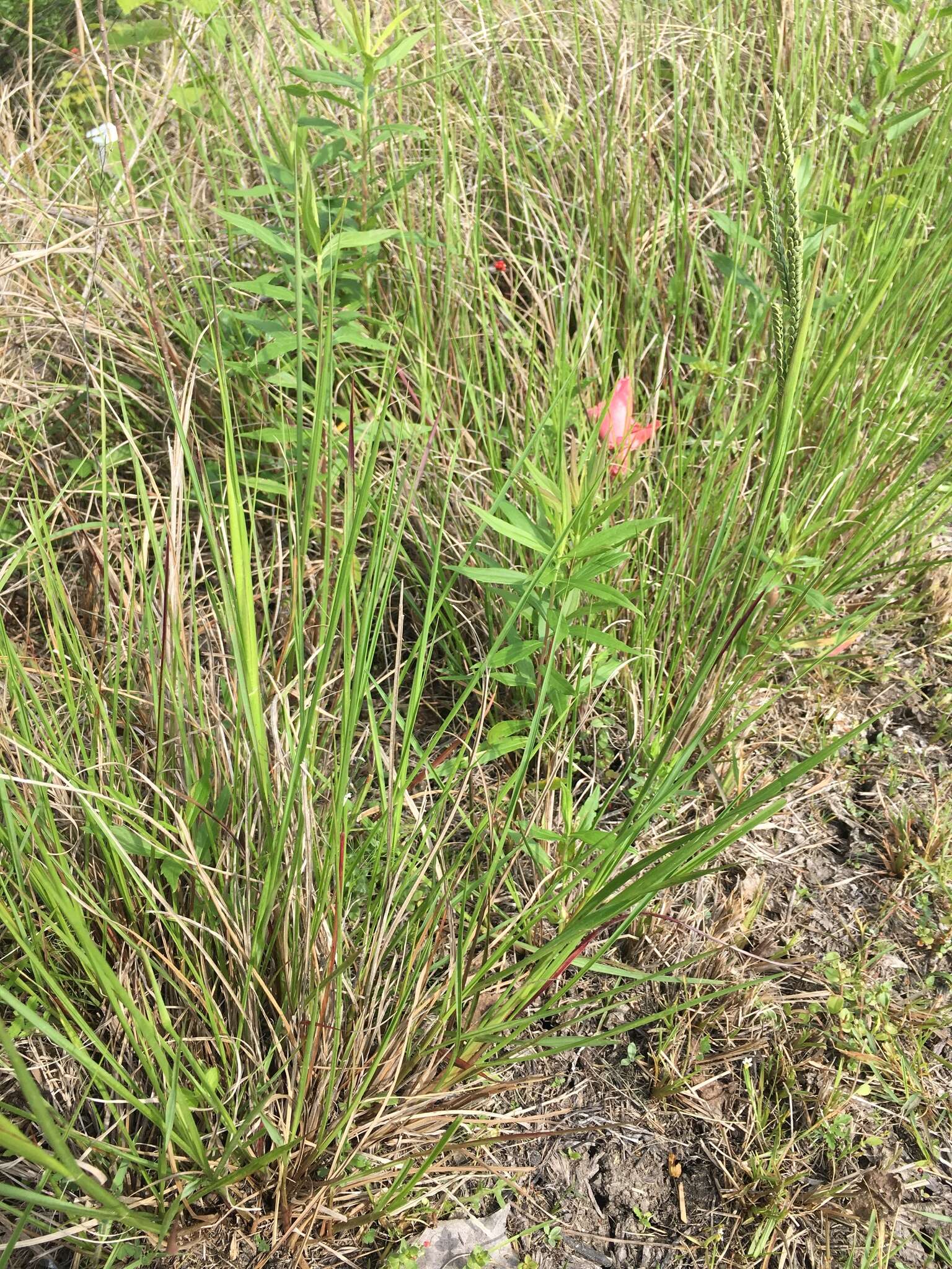 Imagem de Paspalum plicatulum Michx.