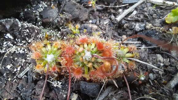 Image of Drosera mannii Cheek