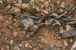 Image of Euphorbia tridentata Lam.