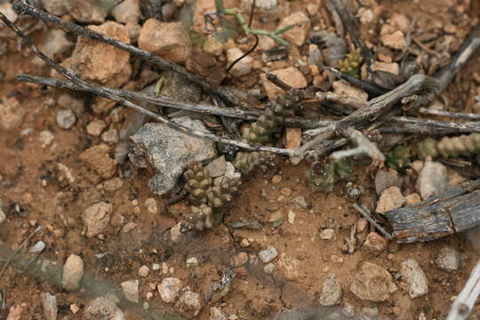 Sivun Euphorbia tridentata Lam. kuva