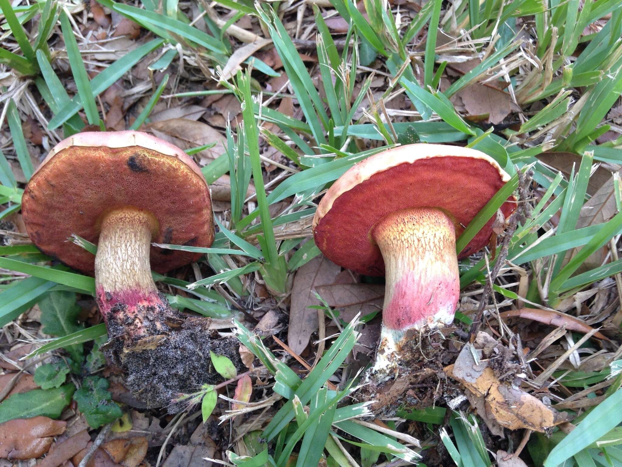 Image of Butyriboletus floridanus (Singer) G. Wu, Kuan Zhao & Zhu L. Yang 2016