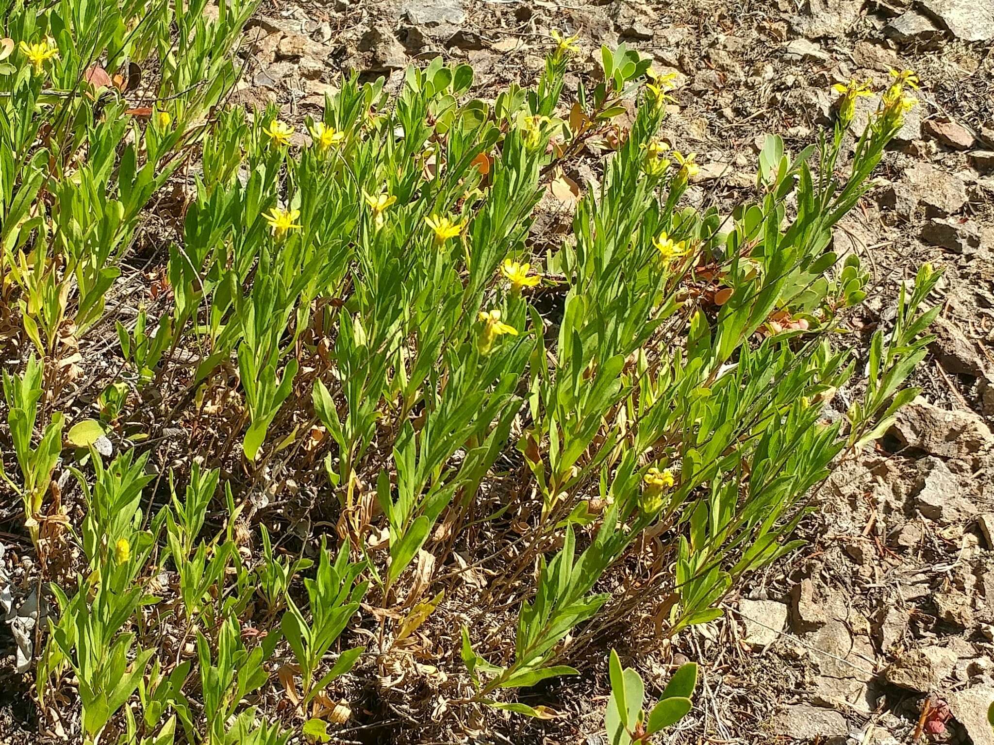 Plancia ëd Columbiadoria hallii (A. Gray) G. L. Nesom