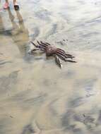 Image of Sheep crab