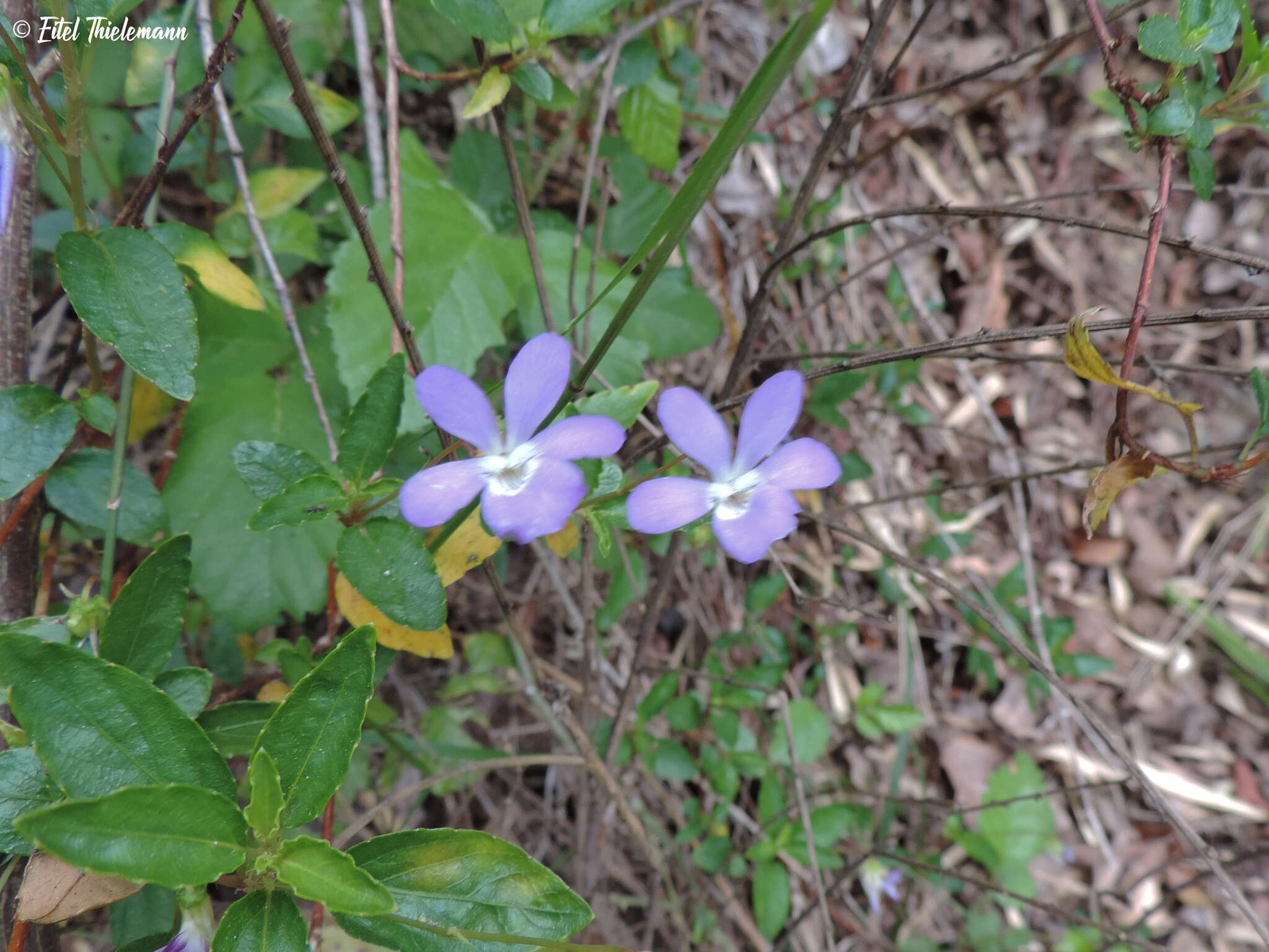 Viola portalesia C. Gay resmi