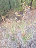 Carlina canariensis Pitard resmi