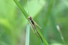 Image of Euscyrtus (Osus) japonicus Shiraki 1930