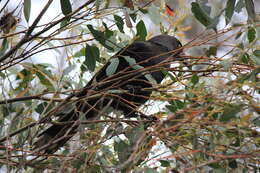 Image of Black Currawong