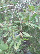 Image of Salix subfragilis Anderss.