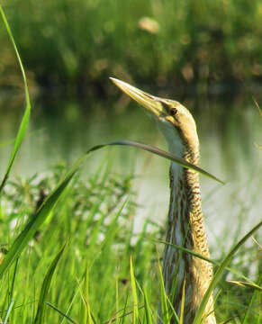 Imagem de Botaurus pinnatus (Wagler 1829)