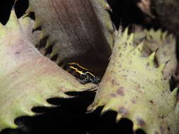Image of Amazonian Poison Frog