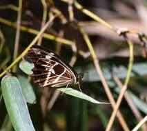 Image de <i>Oxeoschistus tauropolis</i>