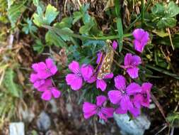 صورة Dianthus glacialis Haenke