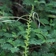 Image of Coleman's piperia