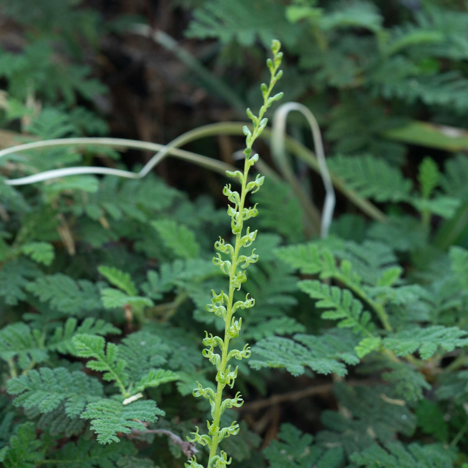 Imagem de Platanthera colemanii (Rand. Morgan & Glic.) R. M. Bateman