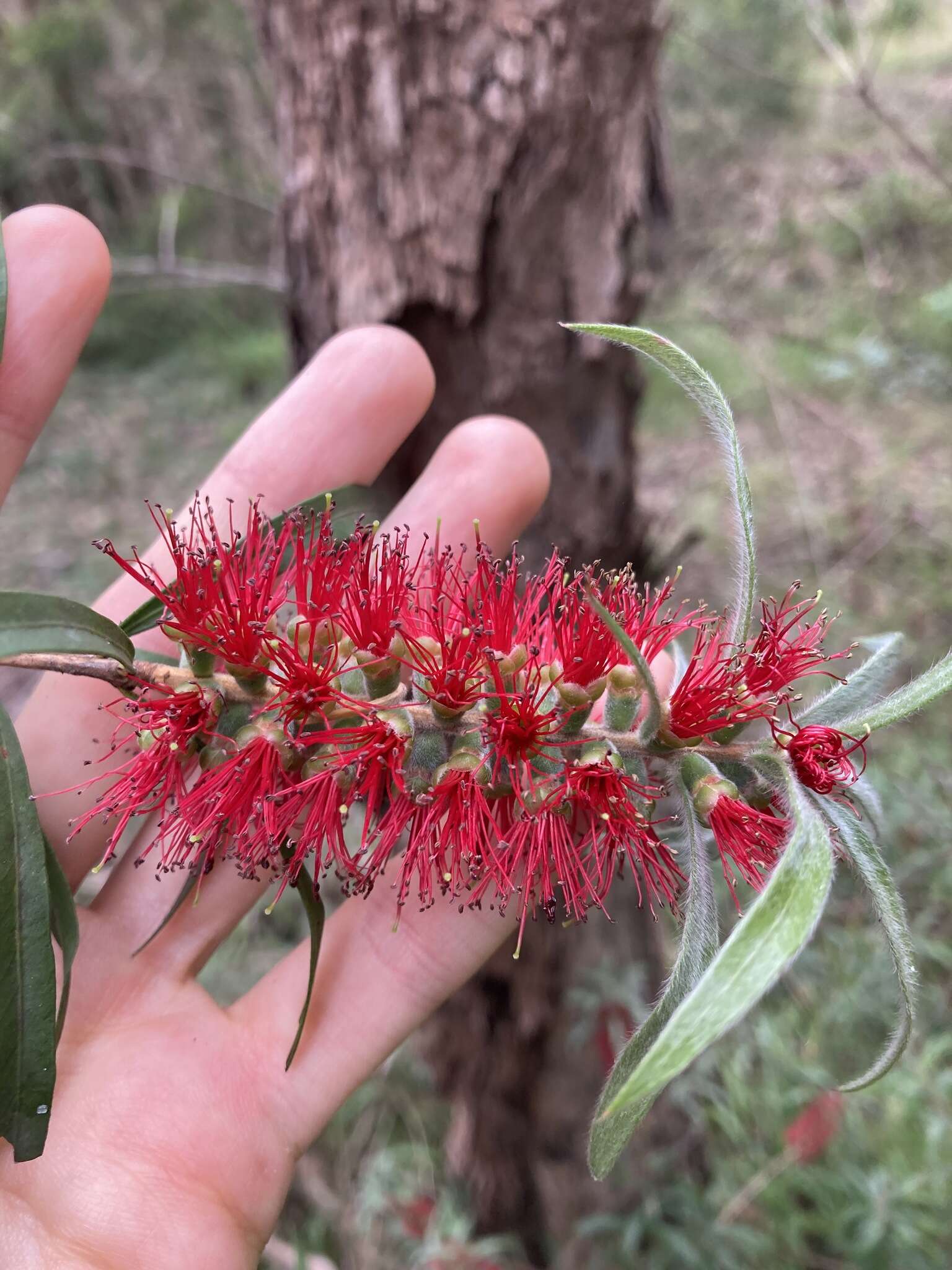 Sivun Callistemon linearifolius (Link) DC. kuva