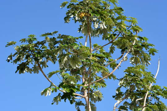 Imagem de Cecropia schreberiana Miq.