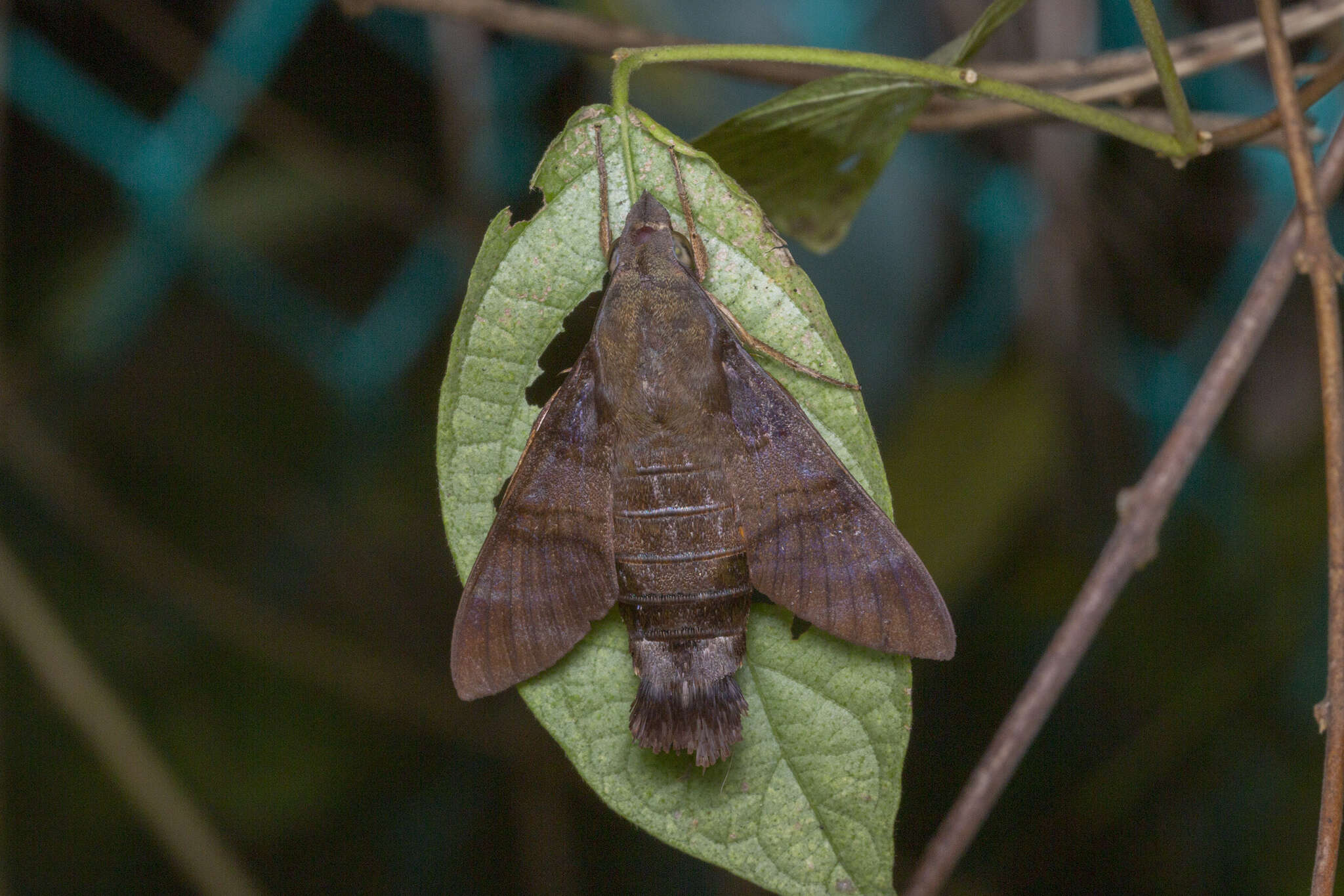 Image of Macroglossum corythus Walker 1856