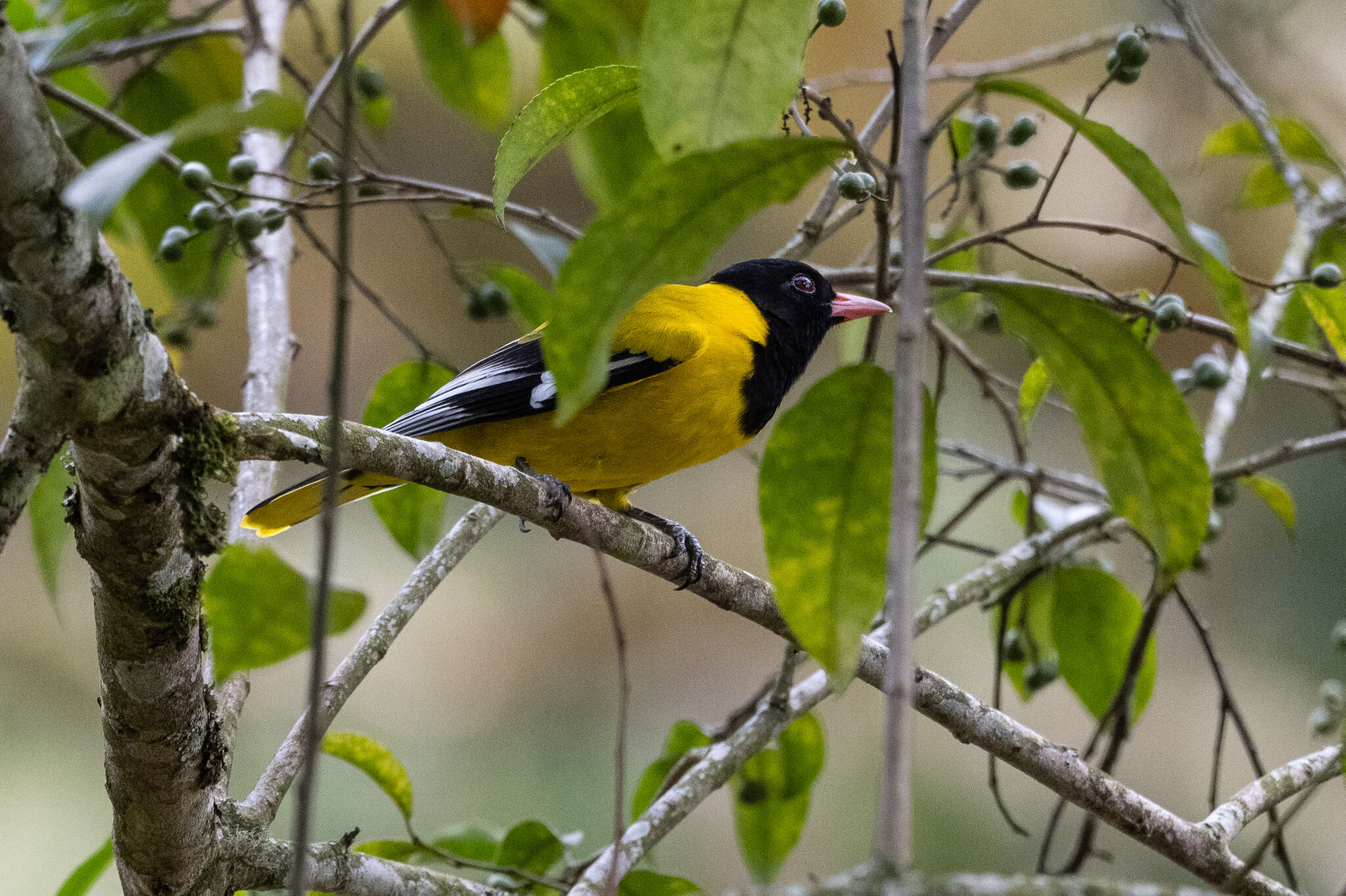 Image of Black-tailed Oriole