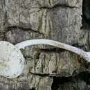 Image of Cystolepiota fumosifolia (Murrill) Vellinga 2006