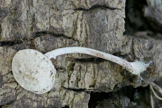 Imagem de Cystolepiota fumosifolia (Murrill) Vellinga 2006