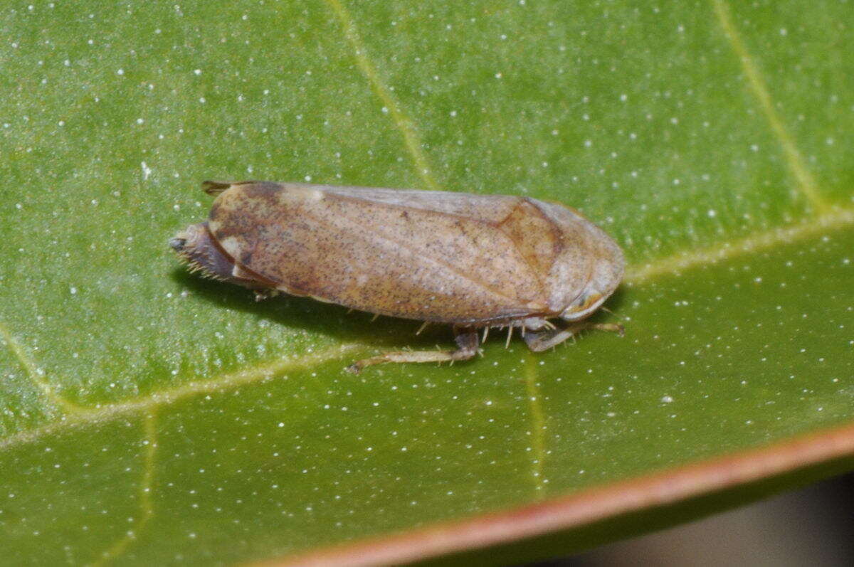 Image of Privet Leafhopper