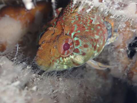 Image of Obscure triplefin