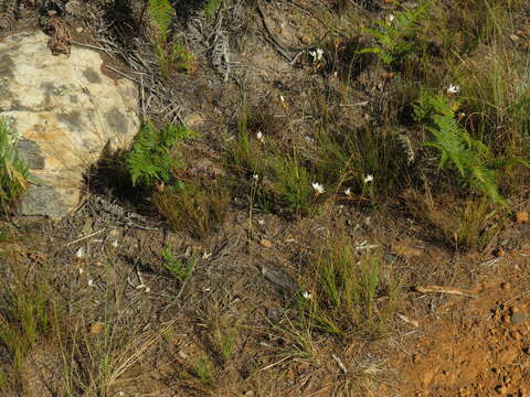 Image of Ornithogalum hispidum Hornem.