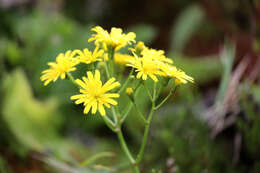 Image of Leontodon rigens (Ait.) Paiva & Ormonde