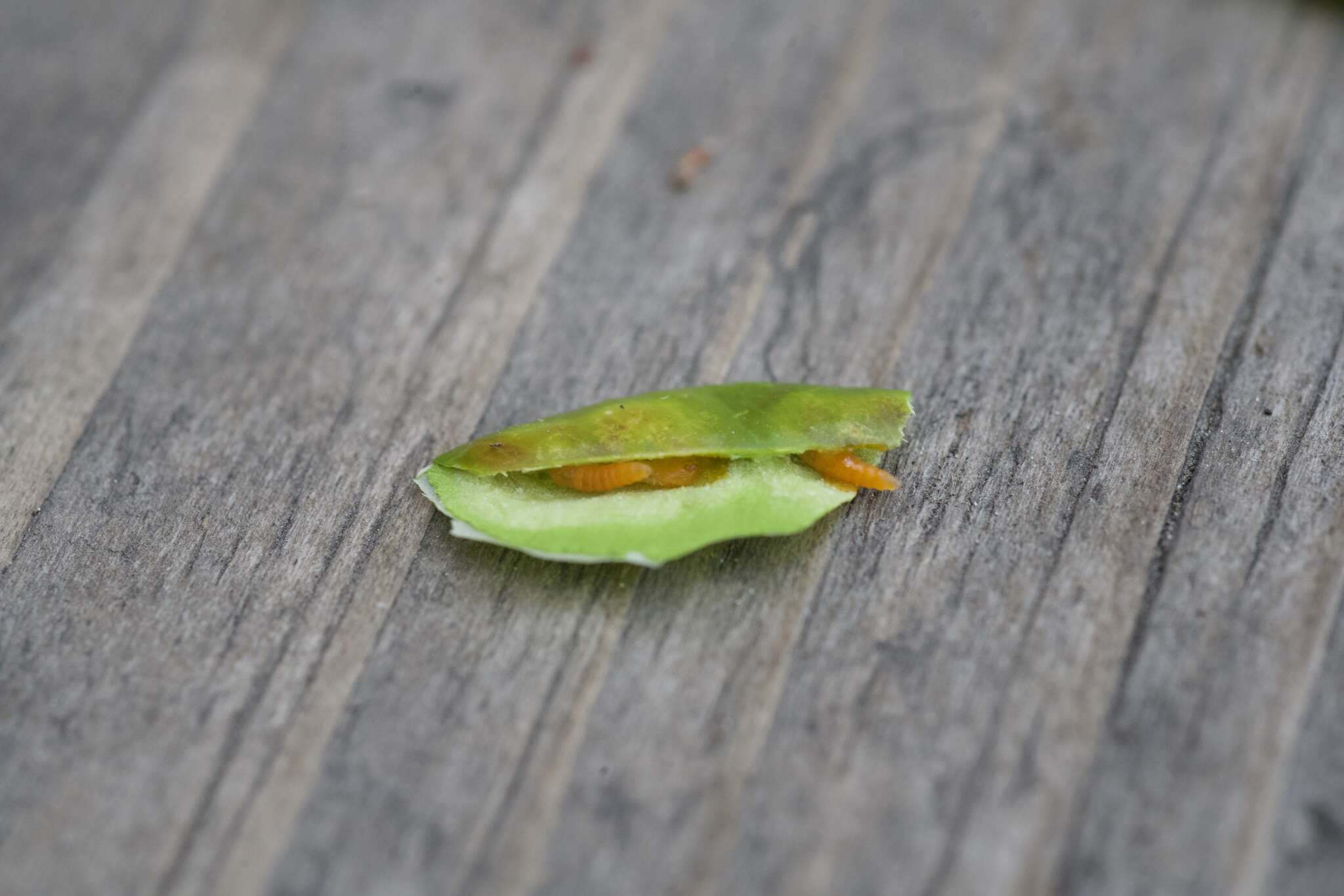 Image of Boxwood leafminer