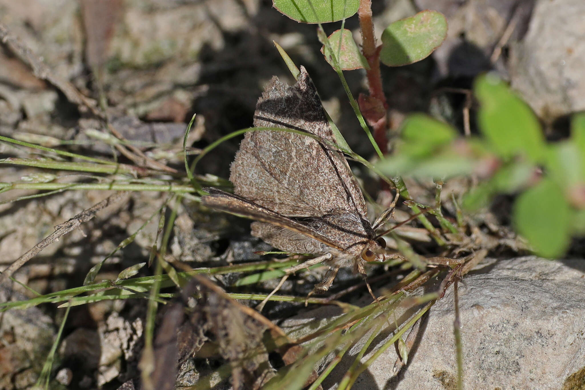 Image of Dusty Lined Matigramma