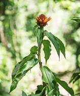 Costus montanus Maas的圖片