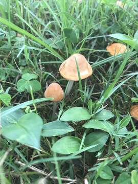 Image of Marasmius vagus