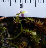 Image of Utricularia kumaonensis Oliv.