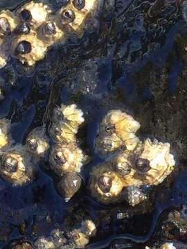 Image of Poli's stellate barnacle
