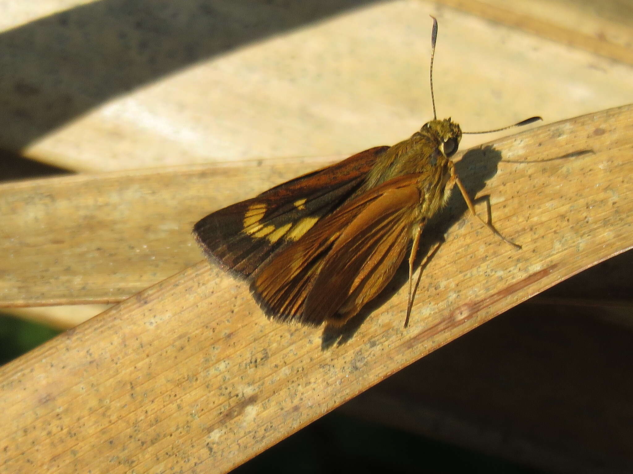 Image of Byssus Skipper