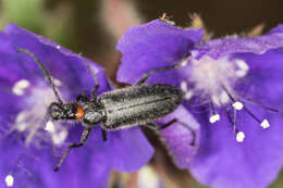 Image of Red-eared Blister Beetle