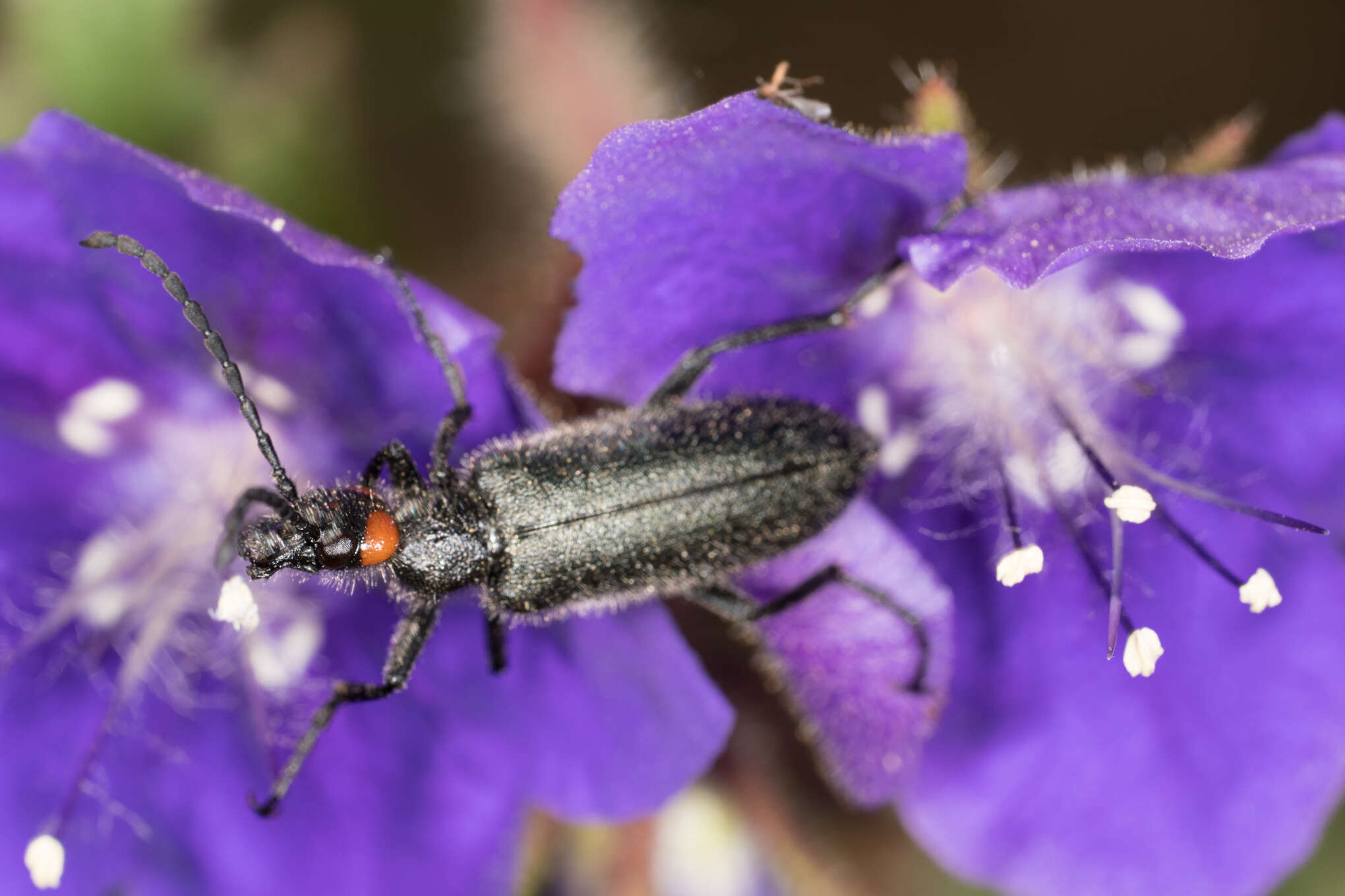 Imagem de Lytta (Poreopasta) auriculata Horn 1870