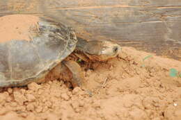Image of Adanson's mud turtle