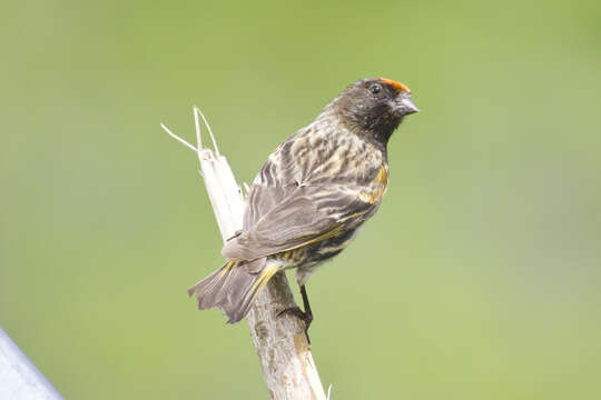 Image of Fire-fronted Serin