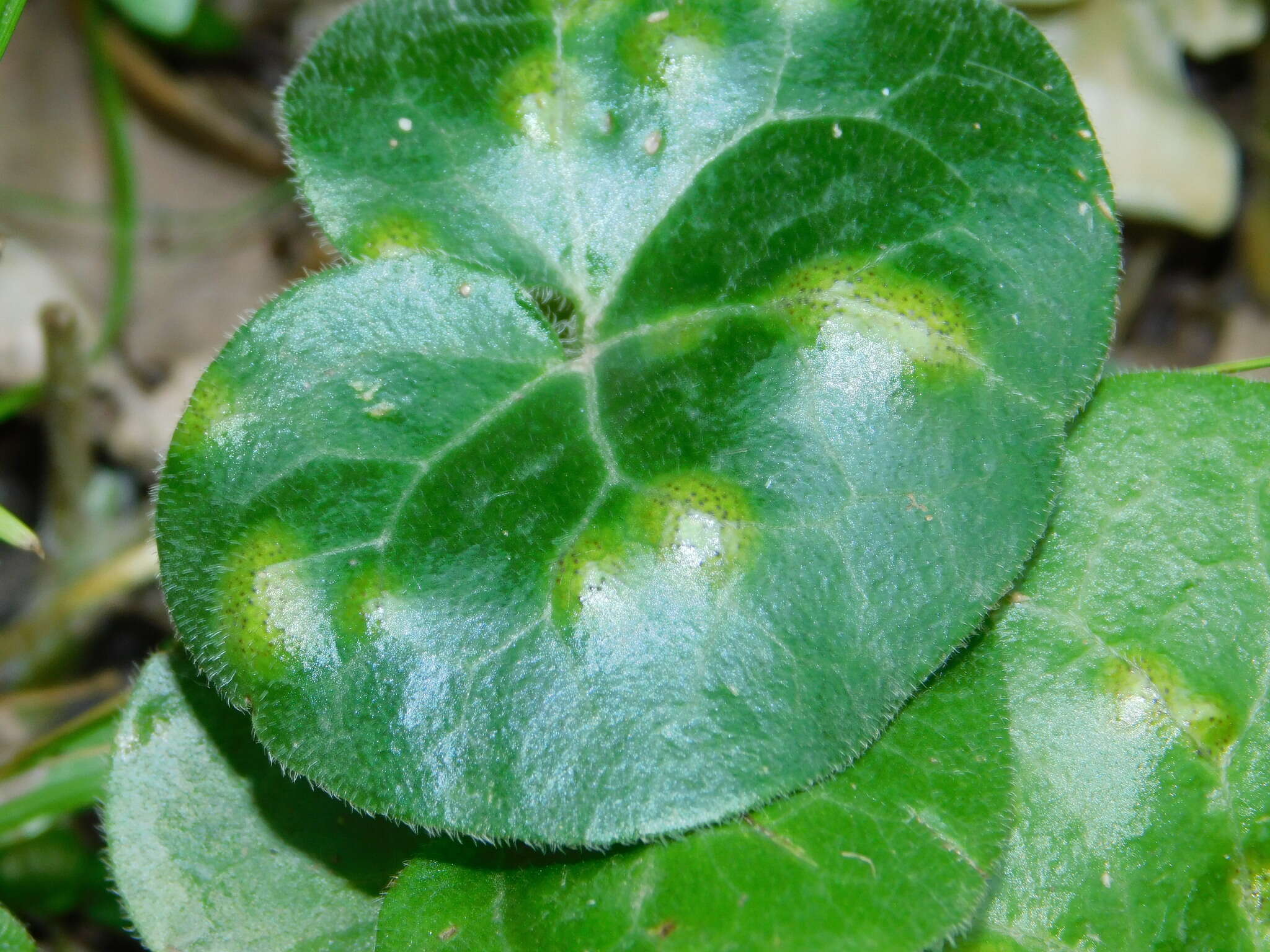 Image of Puccinia asarina Kunze 1817