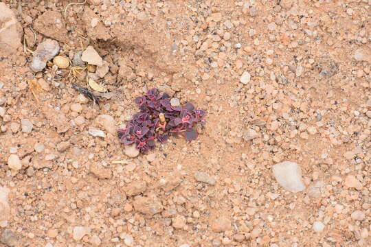 Imagem de Euphorbia phylloclada Boiss.