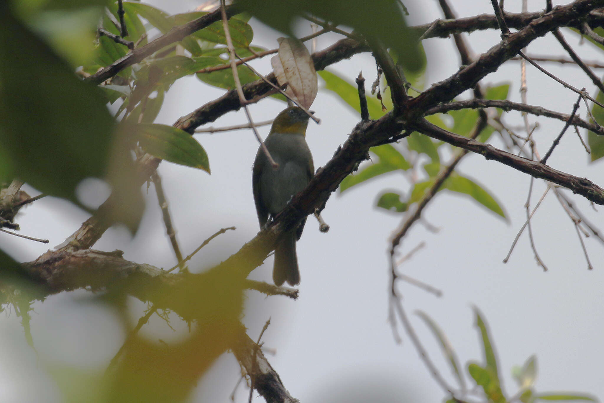 Image of Yellow-throated Bush Tanager