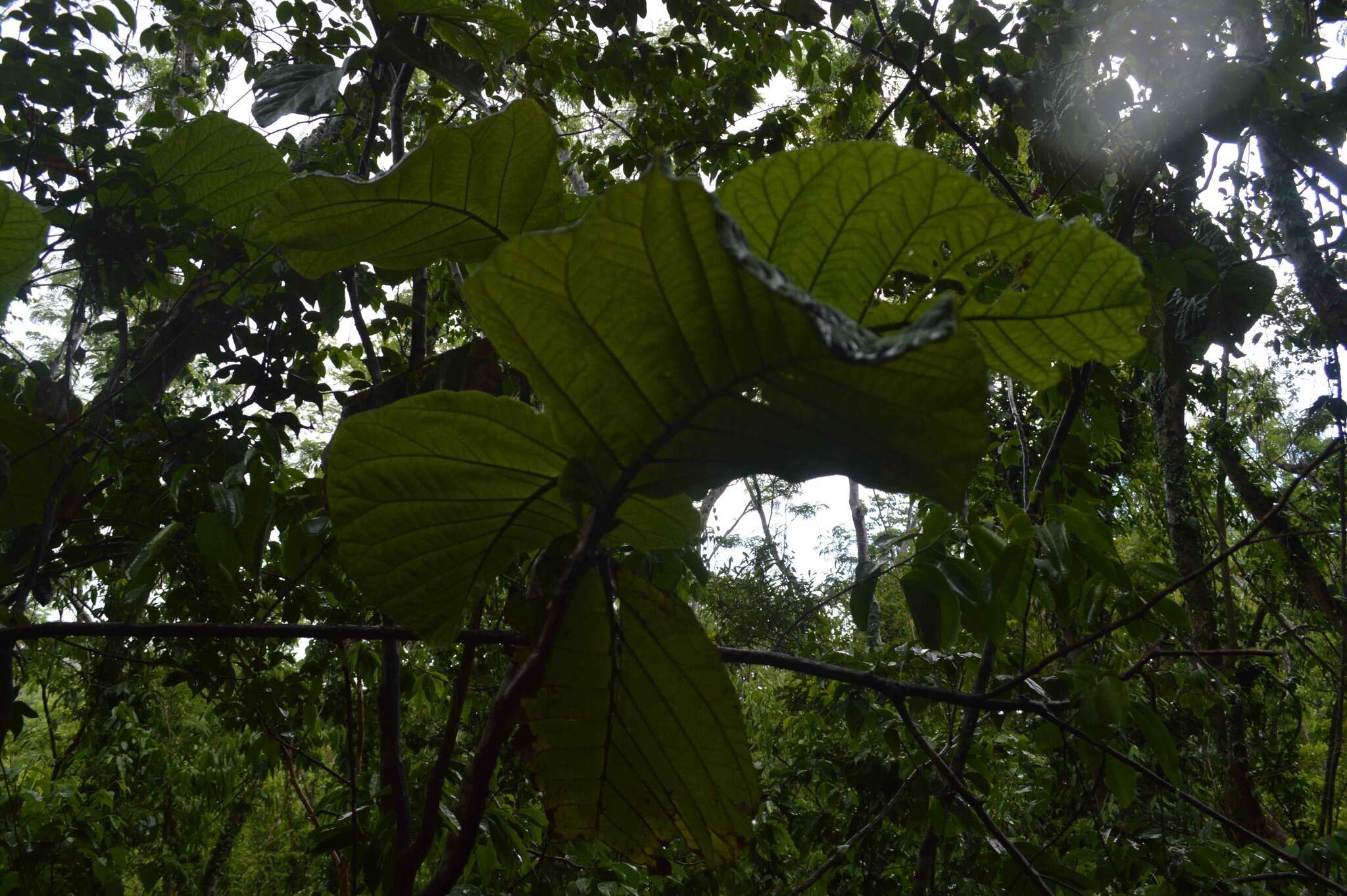 Coccoloba rugosa Desf. resmi