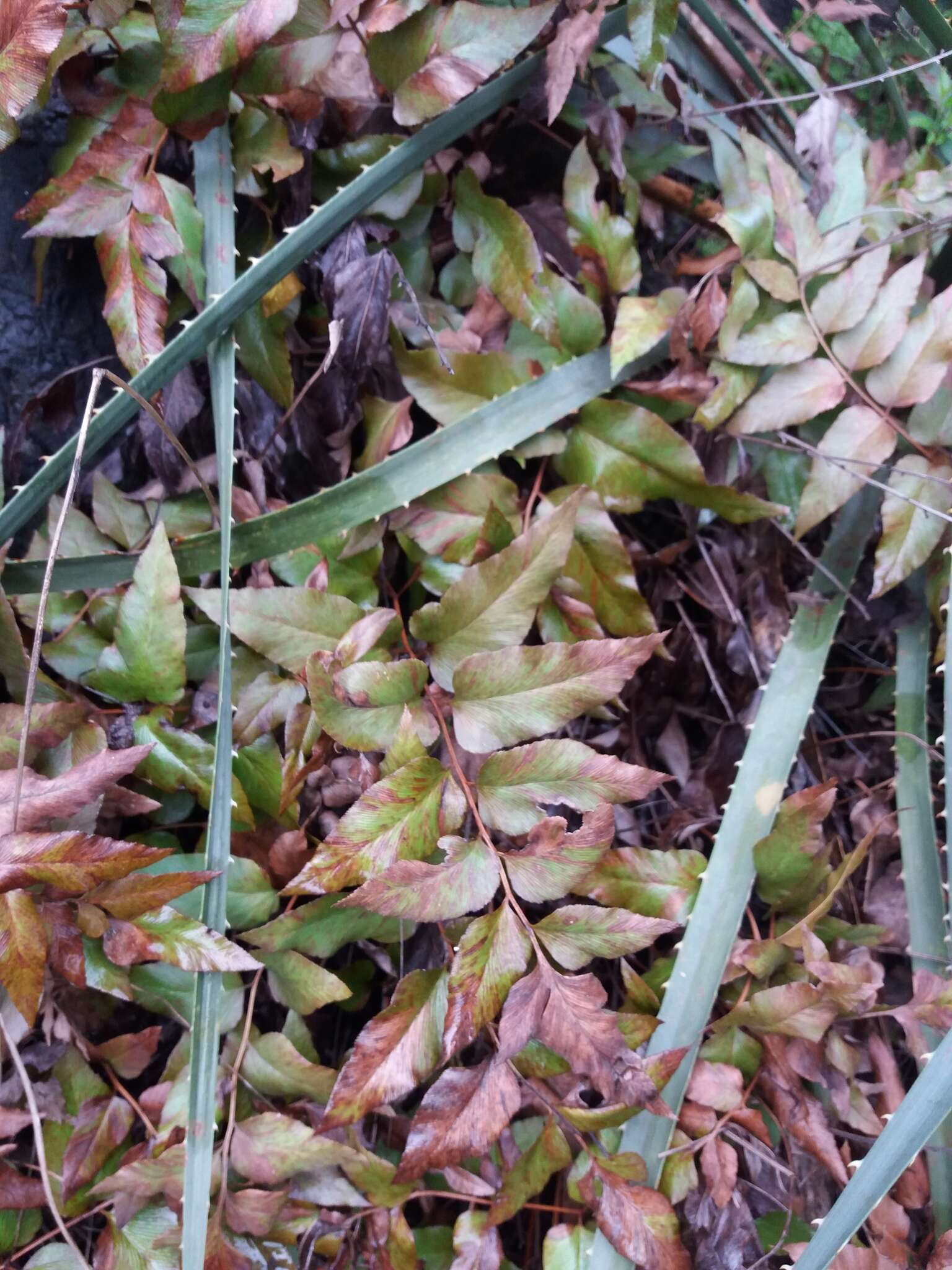 Image of Mexican fern