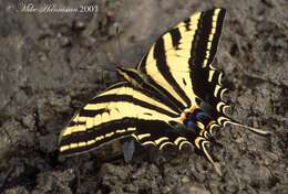Sivun Papilio pilumnus Boisduval 1836 kuva