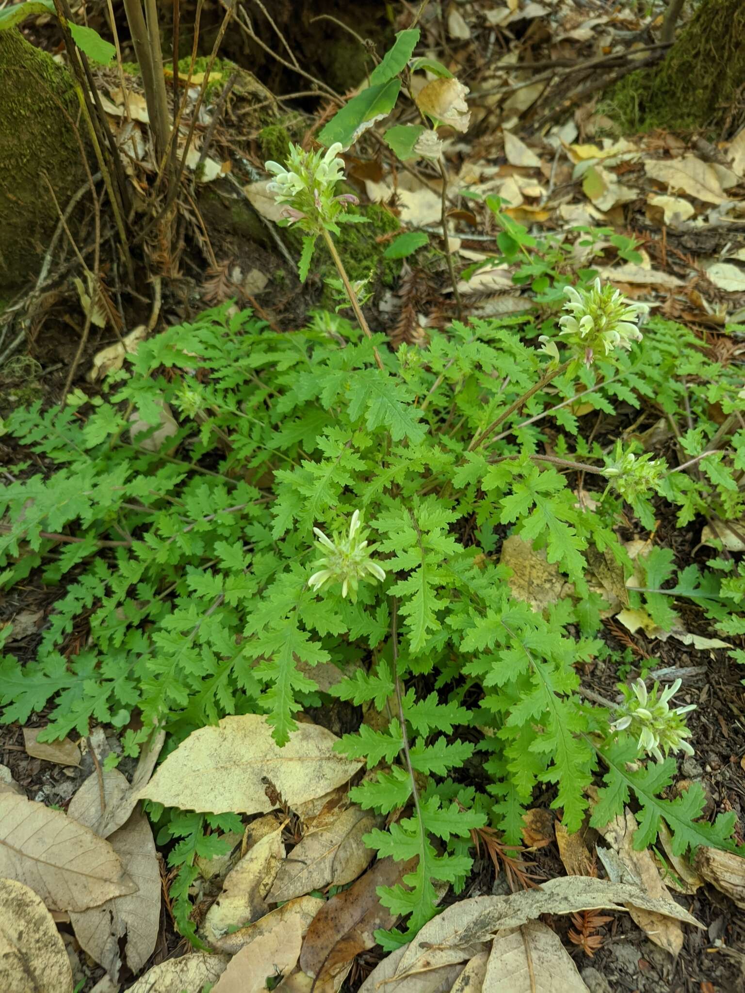 Image of Dudley's lousewort