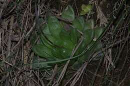 Haworthia transiens (Poelln.) M. Hayashi resmi