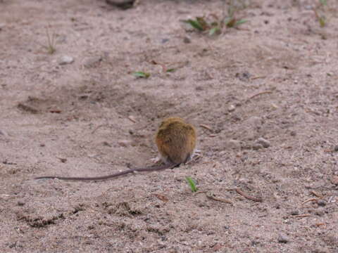 Image of jumping mice